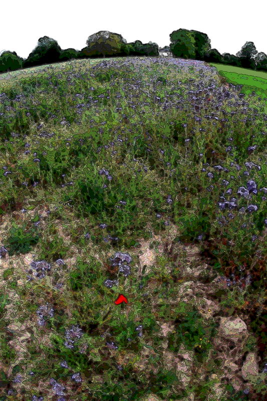 Naissance-un-coquelicot.jpg