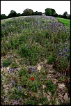 Naissance-un-coquelicot.jpg