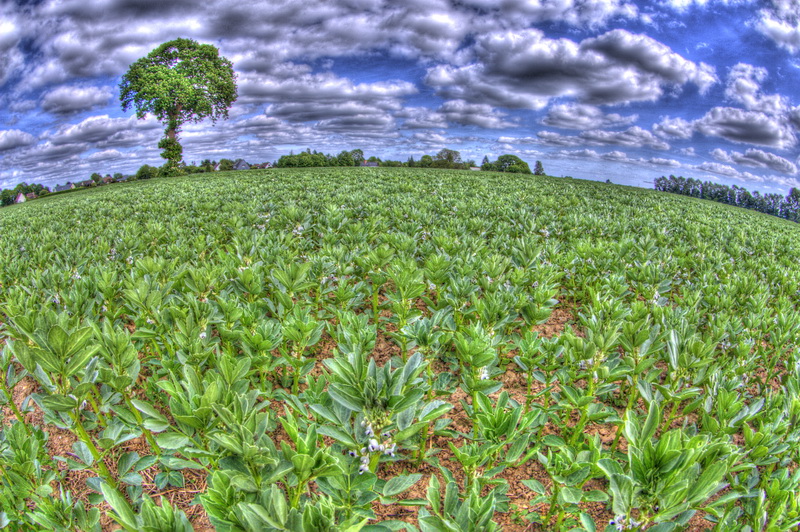 Naissance-arbre-trinite-et-plantation.jpg