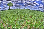 Naissance-arbre-trinite-et-plantation.jpg