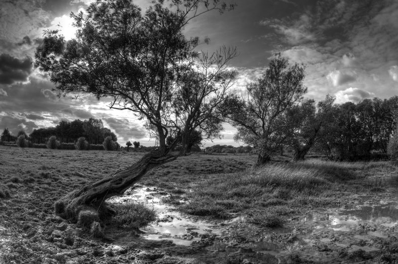 Naissance-arbre-apocalyptique.jpg
