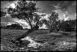 Naissance-arbre-apocalyptique.jpg