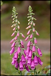 Naissance-img_9470.jpg