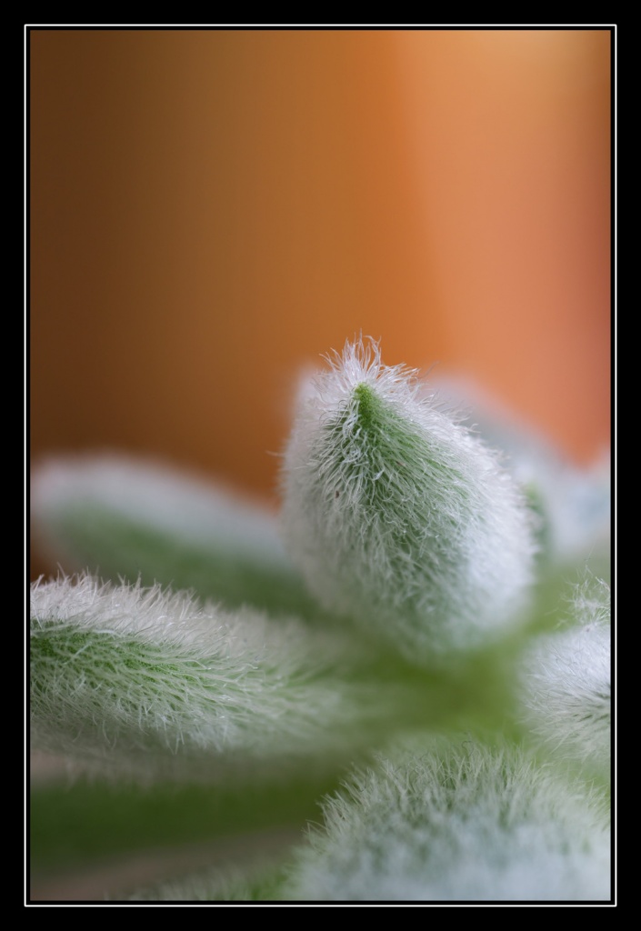 Retour ....-macro2401.jpg