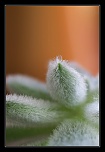 Retour ....-macro2401.jpg