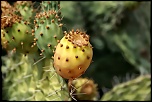 Salut-hin-fruit-mediterraneen.jpg