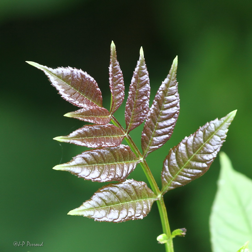 feuilles 0028