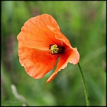 70-300 Sigma APO-fleurs-0106.jpg
