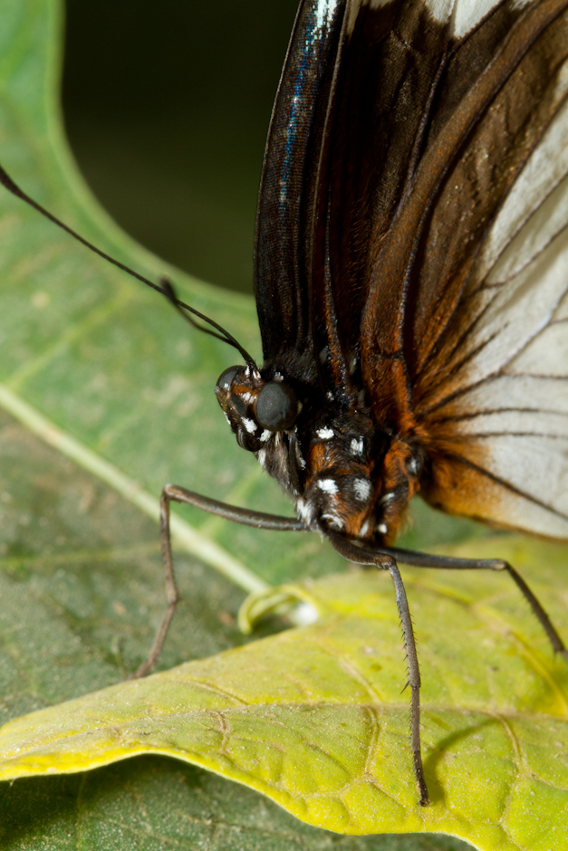 Mon Matos-papillons_0121.jpg
