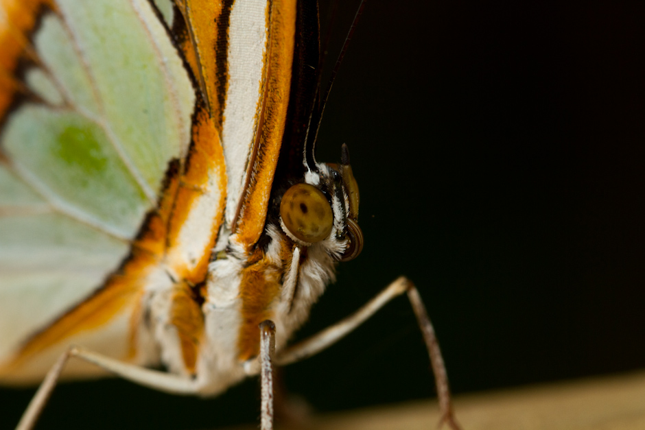 Mon Matos-papillons_0112.jpg