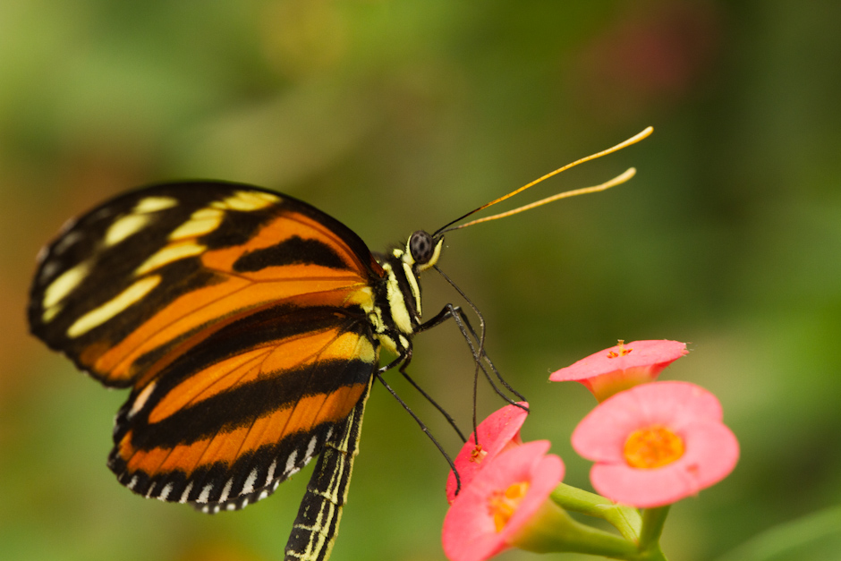 Mon Matos-papillons_0078.jpg