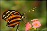 Mon Matos-papillons_0078.jpg
