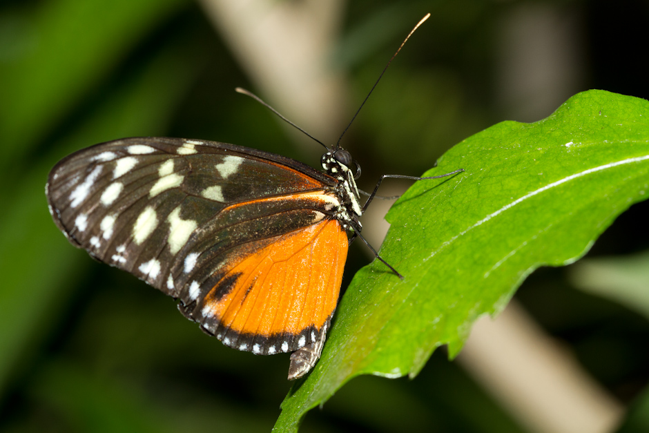 Mon Matos-papillons_0045.jpg