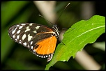 Mon Matos-papillons_0045.jpg