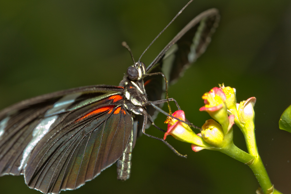 Mon Matos-papillons_0017.jpg