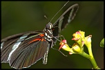 Mon Matos-papillons_0017.jpg