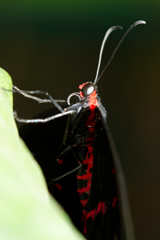 Mon Matos-papillons_0028.jpg