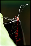 Mon Matos-papillons_0028.jpg