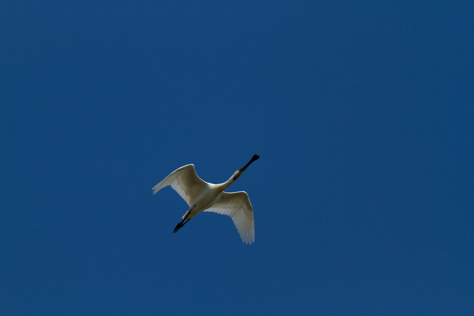 Baie de Somme 0342
ISO 200 - 400 mm - f/5.6 - 1/1600 s