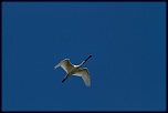 Baie de Somme 0342 
ISO 200 - 400 mm - f/5.6 - 1/1600 s