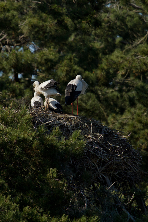 Baie de Somme 0382
ISO 200 - 400 mm - f/5.6 - 1/1600 s