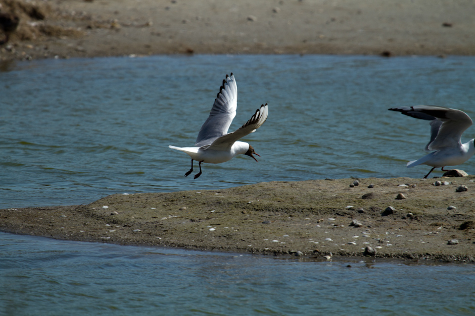 Baie de Somme 0325
ISO 200 - 400 mm - f/7.1 - 1/1000 s