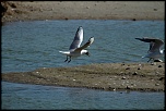 Baie de Somme 0325 
ISO 200 - 400 mm - f/7.1 - 1/1000 s