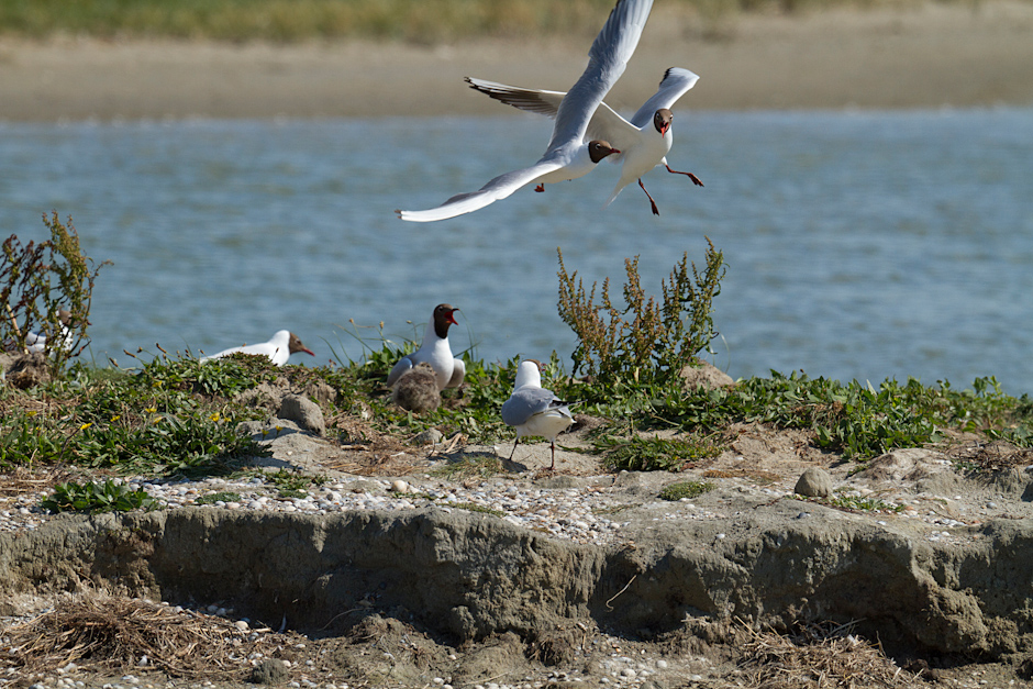 Baie de Somme 0320
ISO 200 - 400 mm - f/7.1 - 1/1000 s