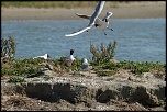 Baie de Somme 0320 
ISO 200 - 400 mm - f/7.1 - 1/1000 s