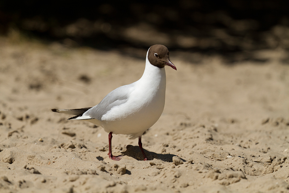 Baie de Somme 0303
ISO 200 - 400 mm - f/5.6 - 1/1600 s