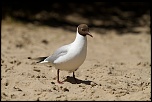 Baie de Somme