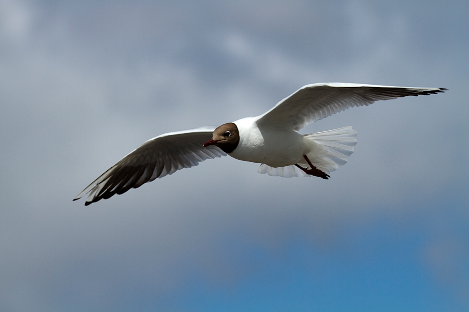 Baie de Somme 0281
ISO 200 - 260 mm - f/10 - 1/800 s