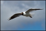 Baie de Somme 0281 
ISO 200 - 260 mm - f/10 - 1/800 s