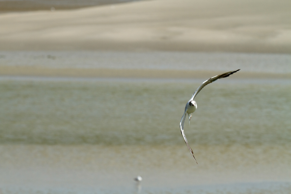 Baie de Somme 0226
ISO 200 - 300 mm - f/9.0 - 1/800 s