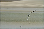Baie de Somme 0226 
ISO 200 - 300 mm - f/9.0 - 1/800 s