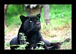 ZOO ARCACHON JUIN 2011 665