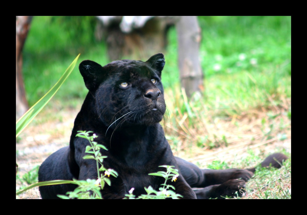 ZOO ARCACHON JUIN 2011 665
