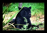 ZOO ARCACHON JUIN 2011 656