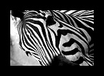 IMG 9107