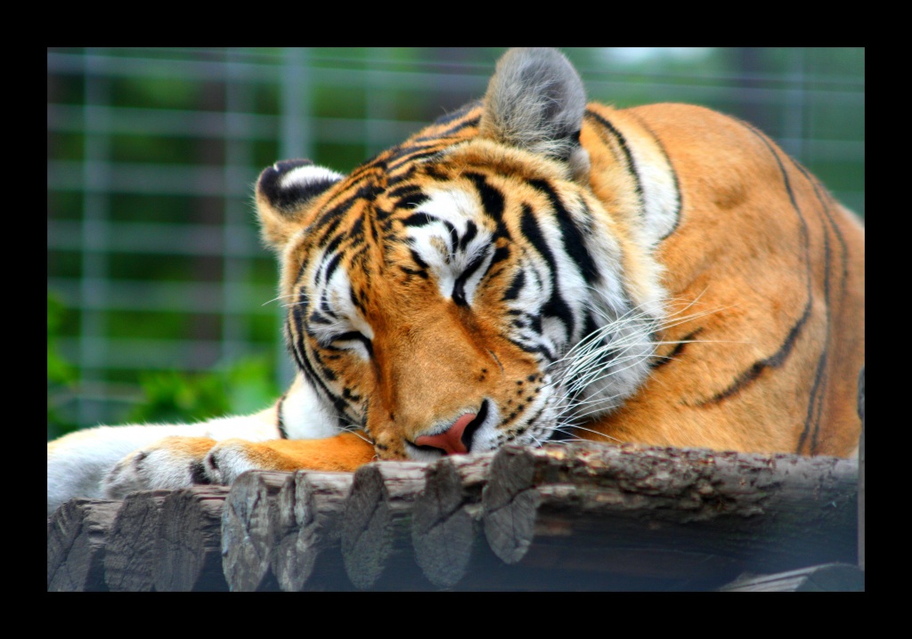 ZOO ARCACHON JUIN 2011 299