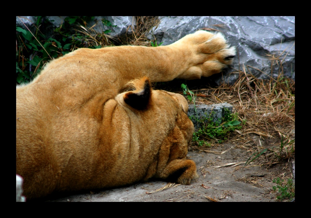 ZOO ARCACHON JUIN 2011 208
