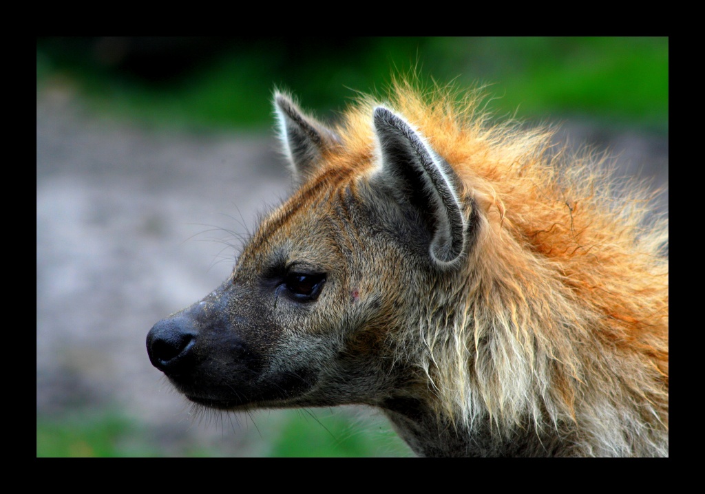 ZOO ARCACHON JUIN 2011 492