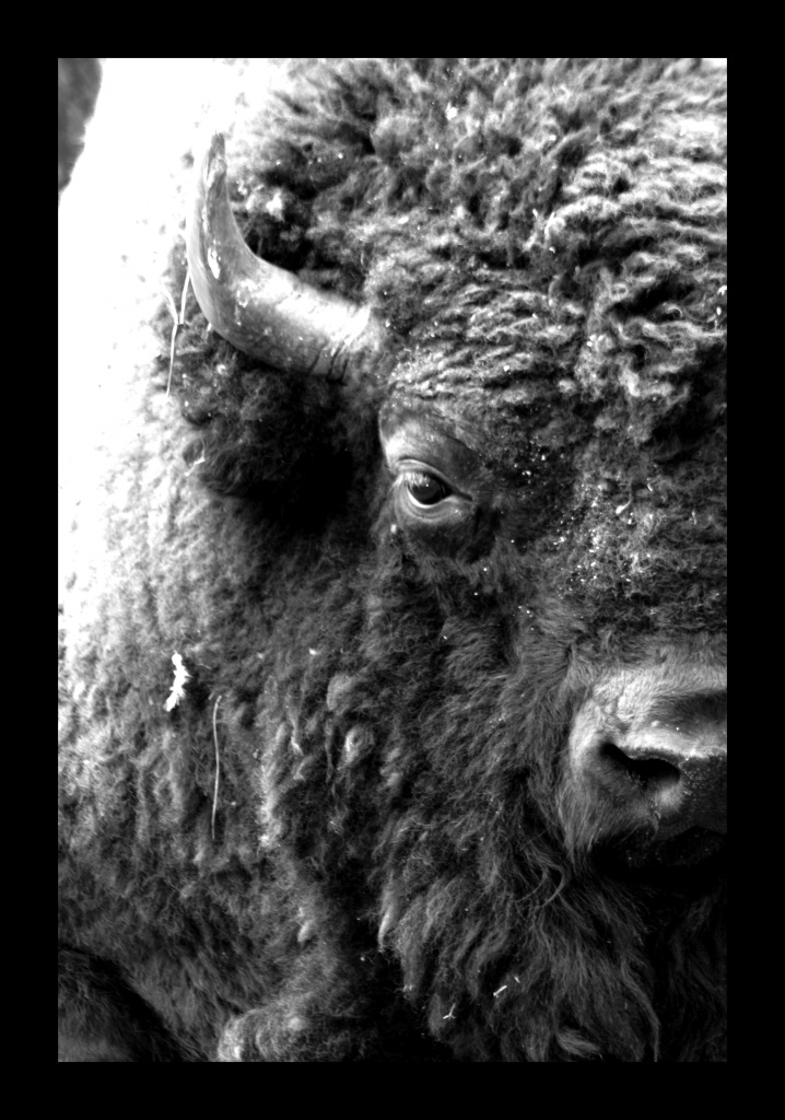 ZOO ARCACHON JUIN 2011 1078