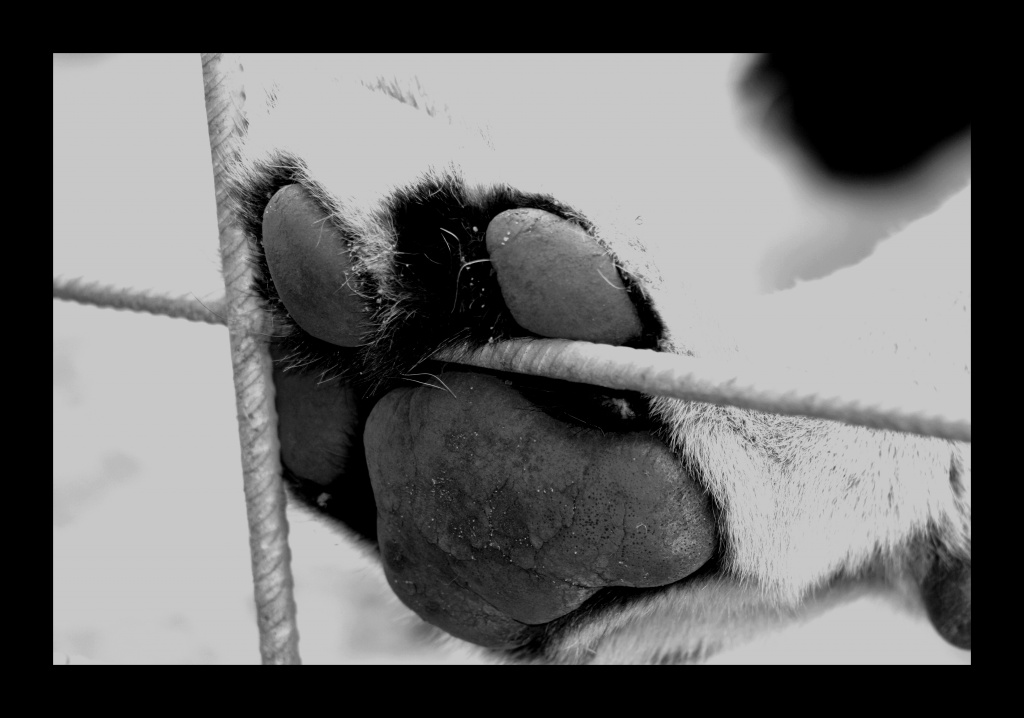 ZOO ARCACHON JUIN 2011 296