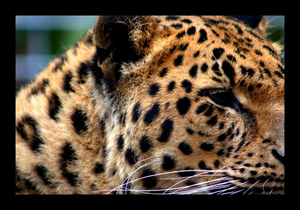 ZOO ARCACHON JUIN 2011 700