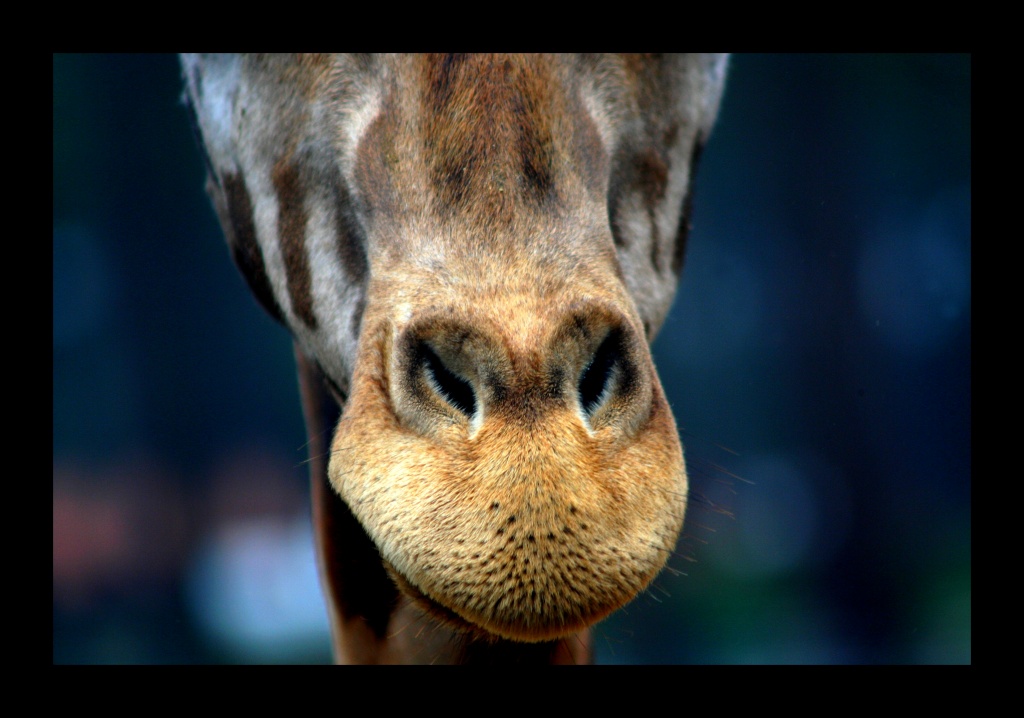 ZOO ARCACHON JUIN 2011 106