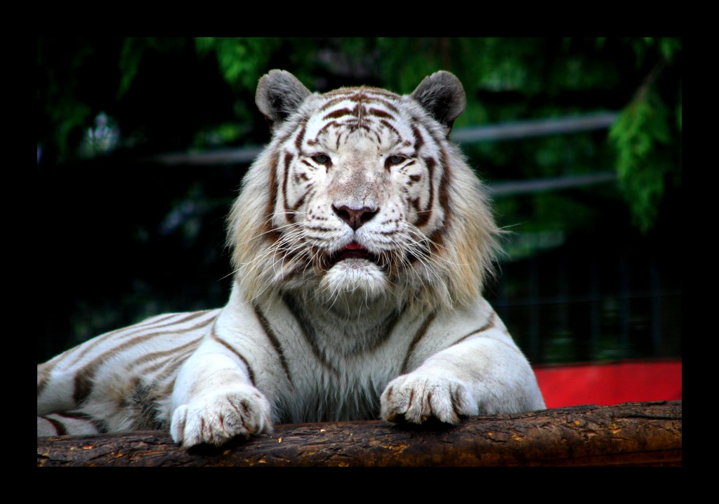 ZOO ARCACHON JUIN 2011 732