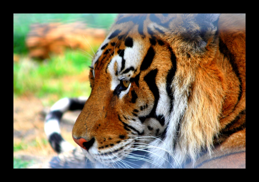 ZOO ARCACHON JUIN 2011 1147