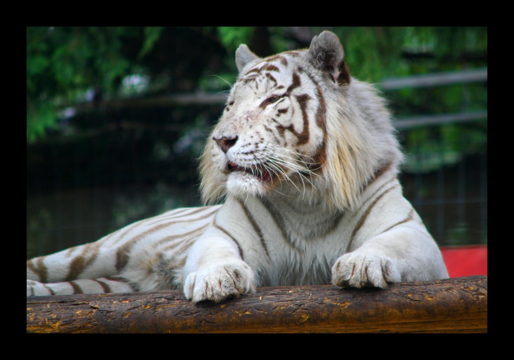 ZOO ARCACHON JUIN 2011 741