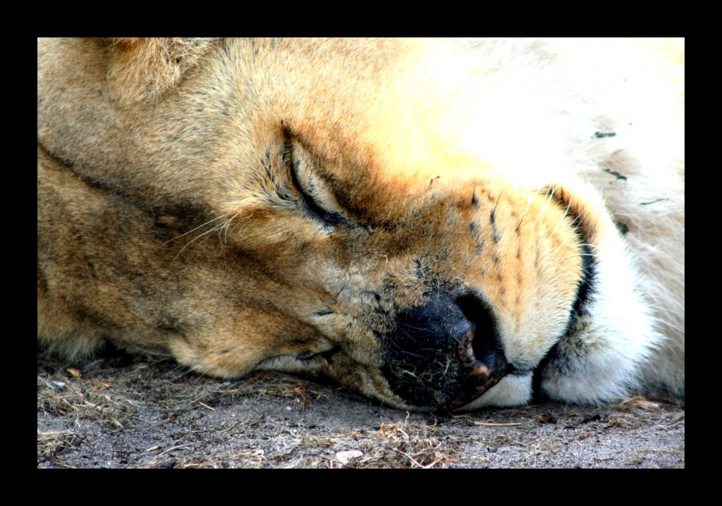 ZOO ARCACHON JUIN 2011 245